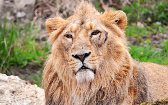 Обои картинки фото животные, львы