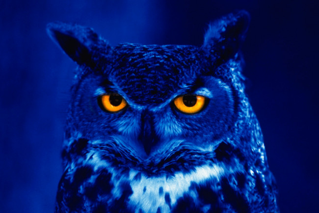 Обои картинки фото животные, совы