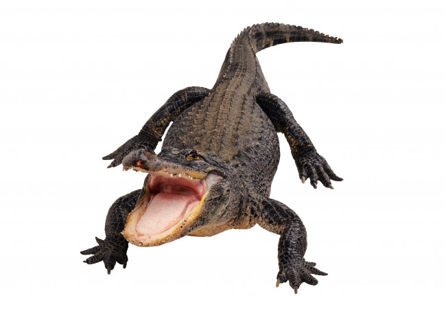 Обои картинки фото животные, крокодилы