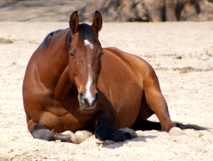Картинка животные лошади nba баскетбол спорт отдых
