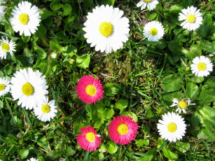 Картинка цветы маргаритки взгляд облака ромашки