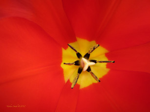 Картинка цветы тюльпаны белая одежда стена красные лепестки