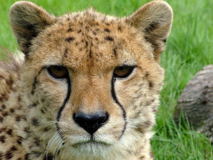 Картинка животные гепарды красный текстура морда