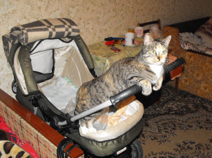 Картинка животные коты кошки