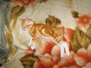 Картинка животные коты кошки