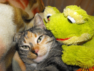 обоя животные, коты, кошки