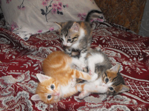 обоя животные, коты, кошки