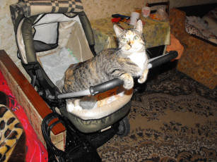 Картинка животные коты кошки