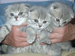 Картинка животные коты спорт баскетбол nba британские вислоухие котята