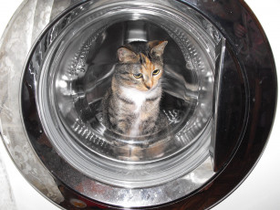 Картинка животные коты васька