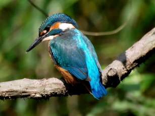 Картинка животные зимородки стальная рука арена канат клюв синий