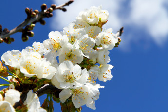 Картинка цветы сакура вишня розовое платье девушка небо ветка