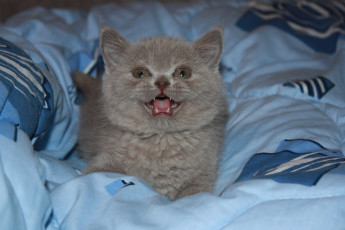 Картинка животные коты nba баскетбол спорт бросок британец котёнок