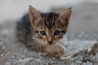 Картинка животные коты тыква хелуин призраки чертенок дом бродячий котёнок