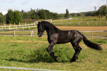 Картинка животные лошади бросок спорт баскетбол nba фриз