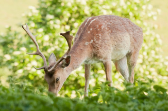 Картинка животные олени nba баскетбол спорт рога трава дерево земля
