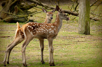 Картинка животные олени фрактал пятнистый оленята