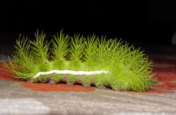 Картинка животные гусеницы абстракция линии узор тёмный зеленая