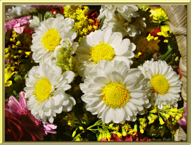 Обои картинки фото цветы, разные, вместе, белое, платье, белые, желтые