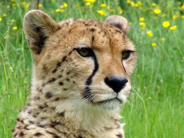 Обои картинки фото животные, гепарды, спорт, баскетбол, nba, морда