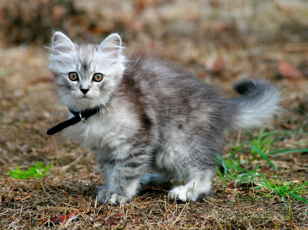 Обои картинки фото животные, коты, девушка, птицы, пушистый, серый, ошейник, котенок