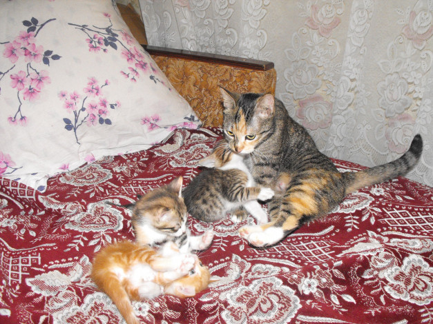 Обои картинки фото животные, коты, кошки