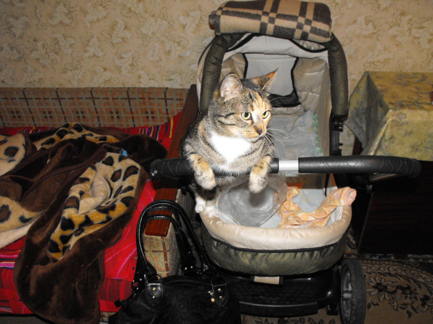 Обои картинки фото животные, коты, кошки