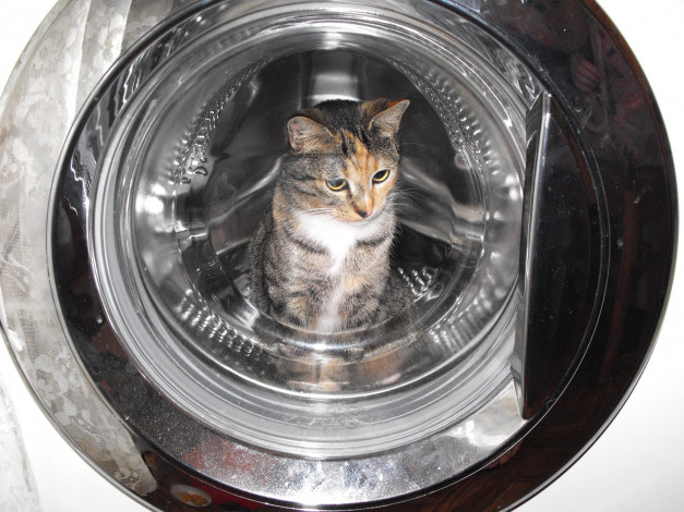 Обои картинки фото животные, коты, васька