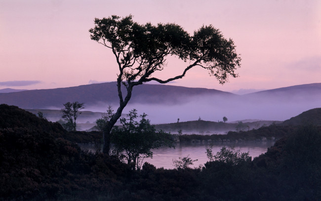 Обои картинки фото природа, деревья, дерево, небо, закат