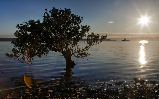 Обои картинки фото природа, восходы, закаты, дерево, озеро, закат