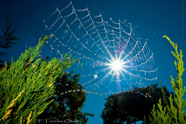 Обои картинки фото природа, макро, паутина