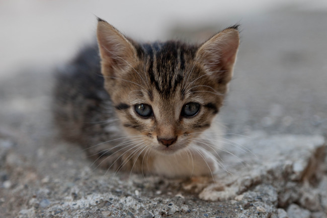 Обои картинки фото животные, коты, тыква, хелуин, призраки, чертенок, дом, бродячий, котёнок