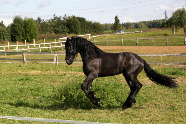 Обои картинки фото животные, лошади, бросок, спорт, баскетбол, nba, фриз