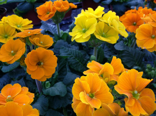 Картинка цветы примулы оранжевые примула