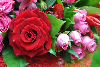 Картинка цветы розы макро