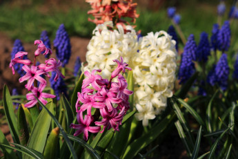 Картинка цветы гиацинты разноцветный