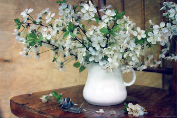 Картинка цветы сакура +вишня вишня улитка