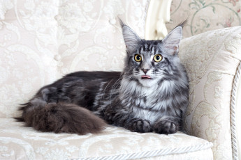 Картинка животные коты мейн-кун