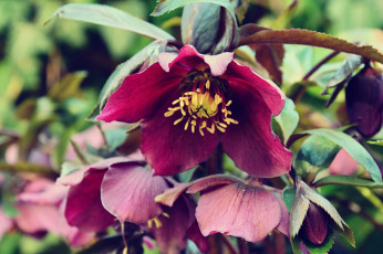 Картинка цветы геллеборус+ морозник