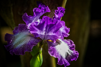 Картинка цветы ирисы макро