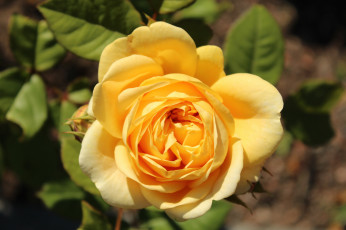 Картинка цветы розы макро