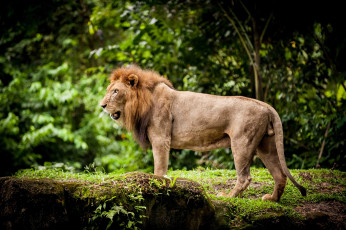 Картинка животные львы грива