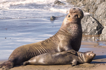 обоя животные, морские коровы,  морские слоны, пара