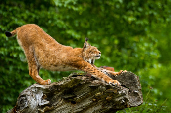 Картинка животные рыси потягушки