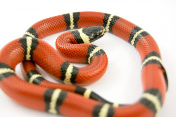 обоя животные, змеи,  питоны,  кобры, яркая, змейка