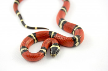 Картинка животные змеи +питоны +кобры змейка яркая