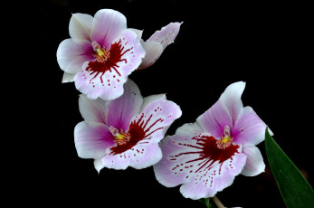 Картинка цветы орхидеи экзотика