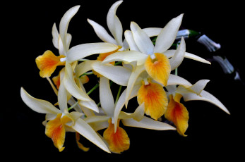 Картинка цветы орхидеи экзотика