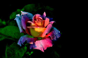 Картинка цветы розы макро