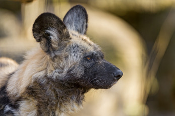 Картинка гиеновидная+собака животные гиены +гиеновые+собаки профиль морда хищник